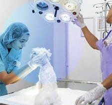 تحول در دامپزشکی حیوانات خانگی با تکنولوژی‌های آنلاین