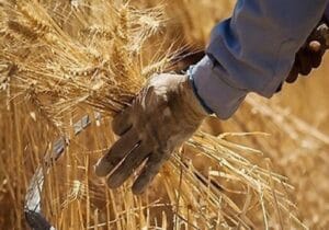 خودکفایی در خوشه‌های طلایی؛