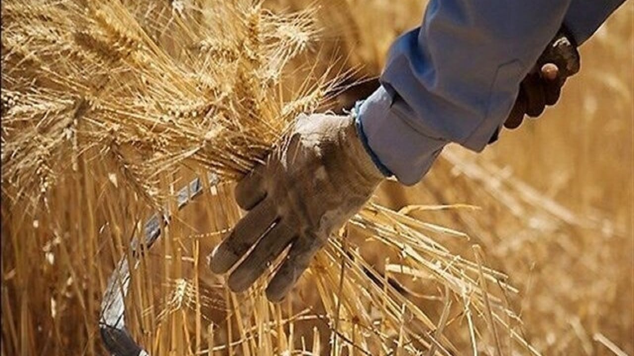 خودکفایی در خوشه‌های طلایی؛