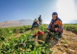 زنان کشاورز جنوب؛