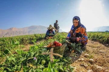 زنان کشاورز جنوب؛
