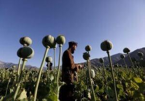قوانین در باره کشت خشخاش در کشور چه می‌گویند؟