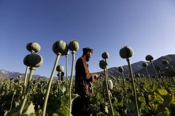 قوانین در باره کشت خشخاش در کشور چه می‌گویند؟