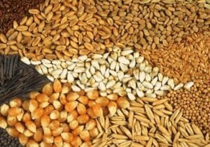 تولید مرغ دیگر صرفه اقتصادی ندارد
