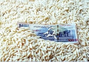 با گران‌ترین برنج جهان آشنا شوید