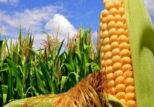 تیر خلاص بر پیکر ذرت داخلی