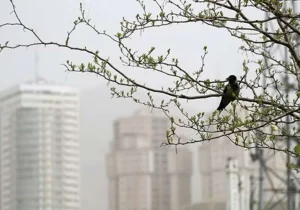 شاخص آلودگی هوای تهران امروز چهارشنبه ۲۹ بهمن