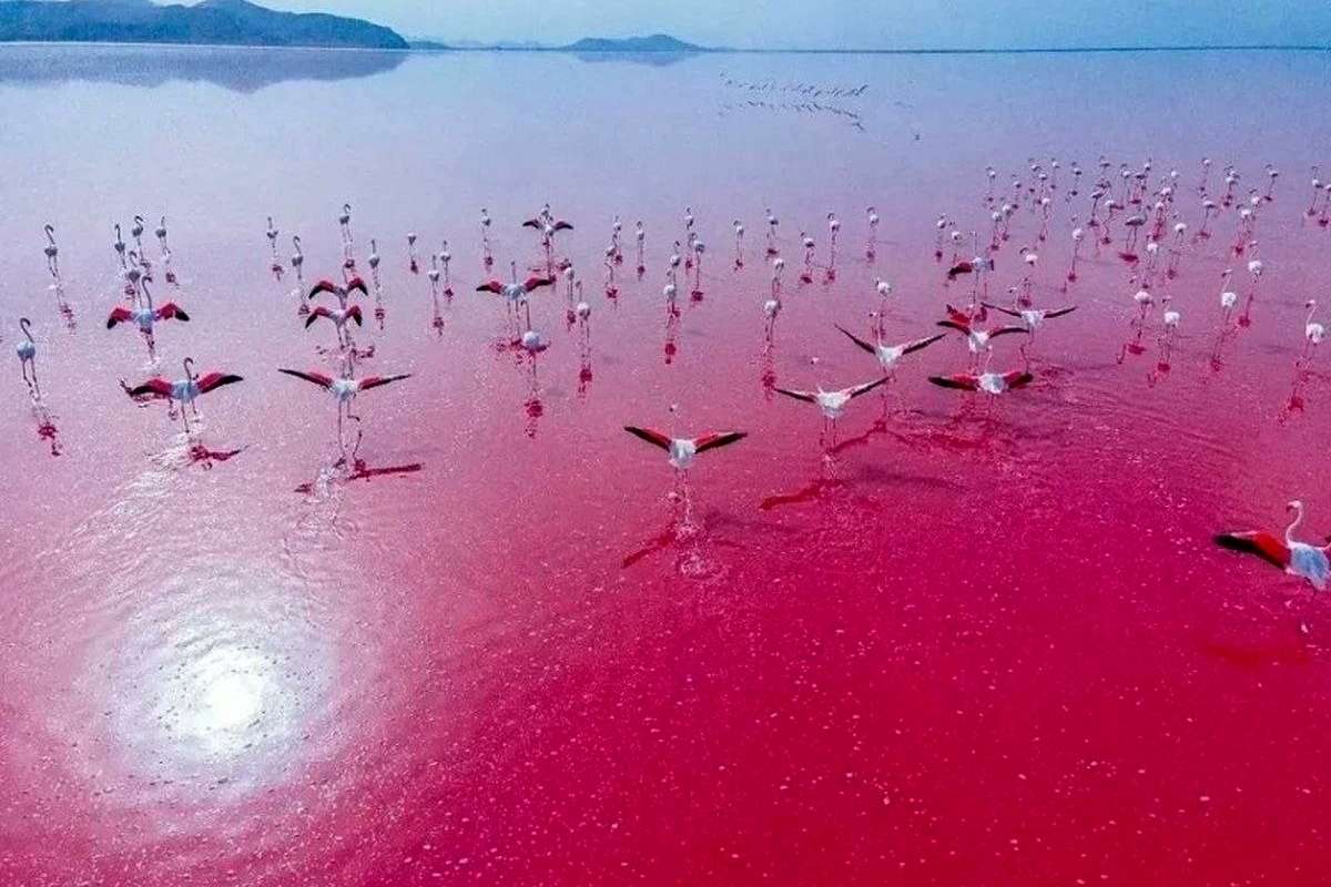 دریاچه صورتی ایران جان گرفت