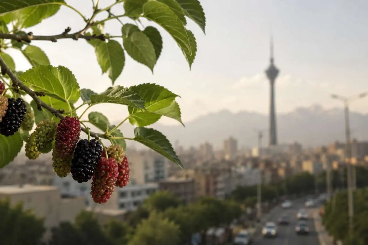 هشدار پزشکان درباره درختان توت تهران
